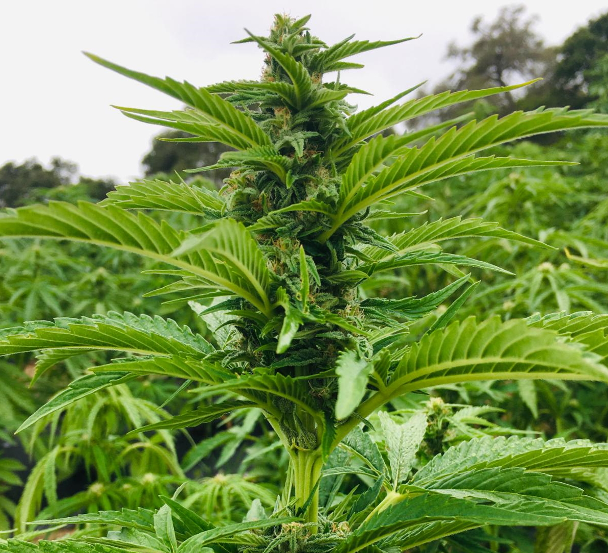 3 Bears OG: Who’s been puffing in my garden?