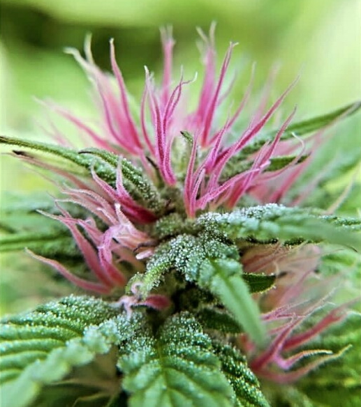 Blue Diesel Cannabis Strain: A Tasty, Balanced Hybrid for any Time of Day