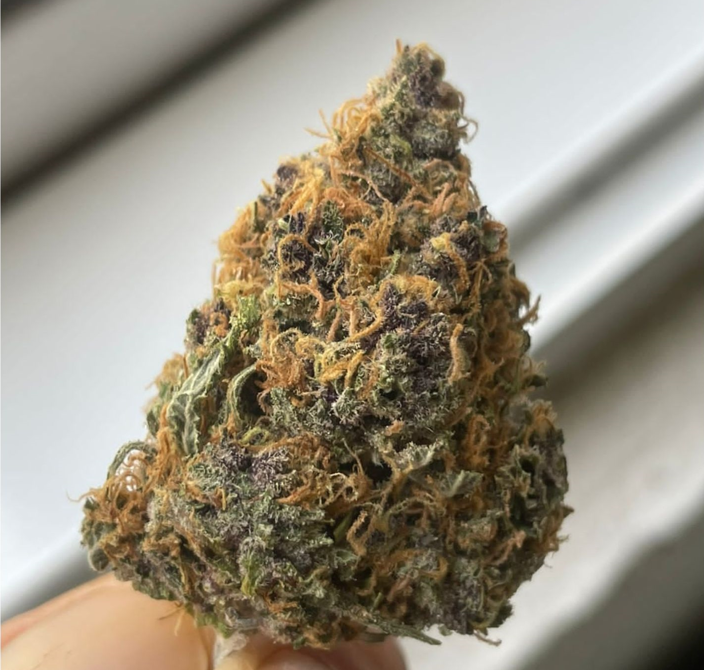 Cali Kush Cannabis Strain Review