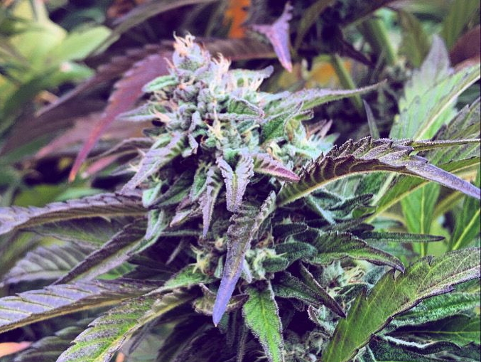 Cherry Punch Cannabis Strain Review: Giggle Your Way Through the Day