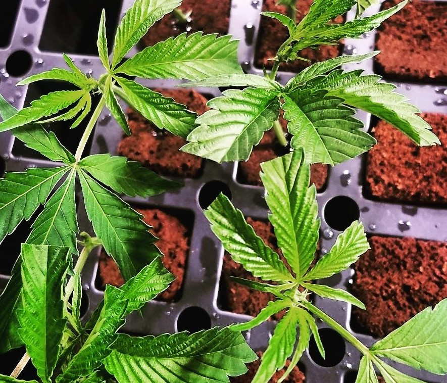 Beginning Cultivator’s Guide to Cloning Cannabis