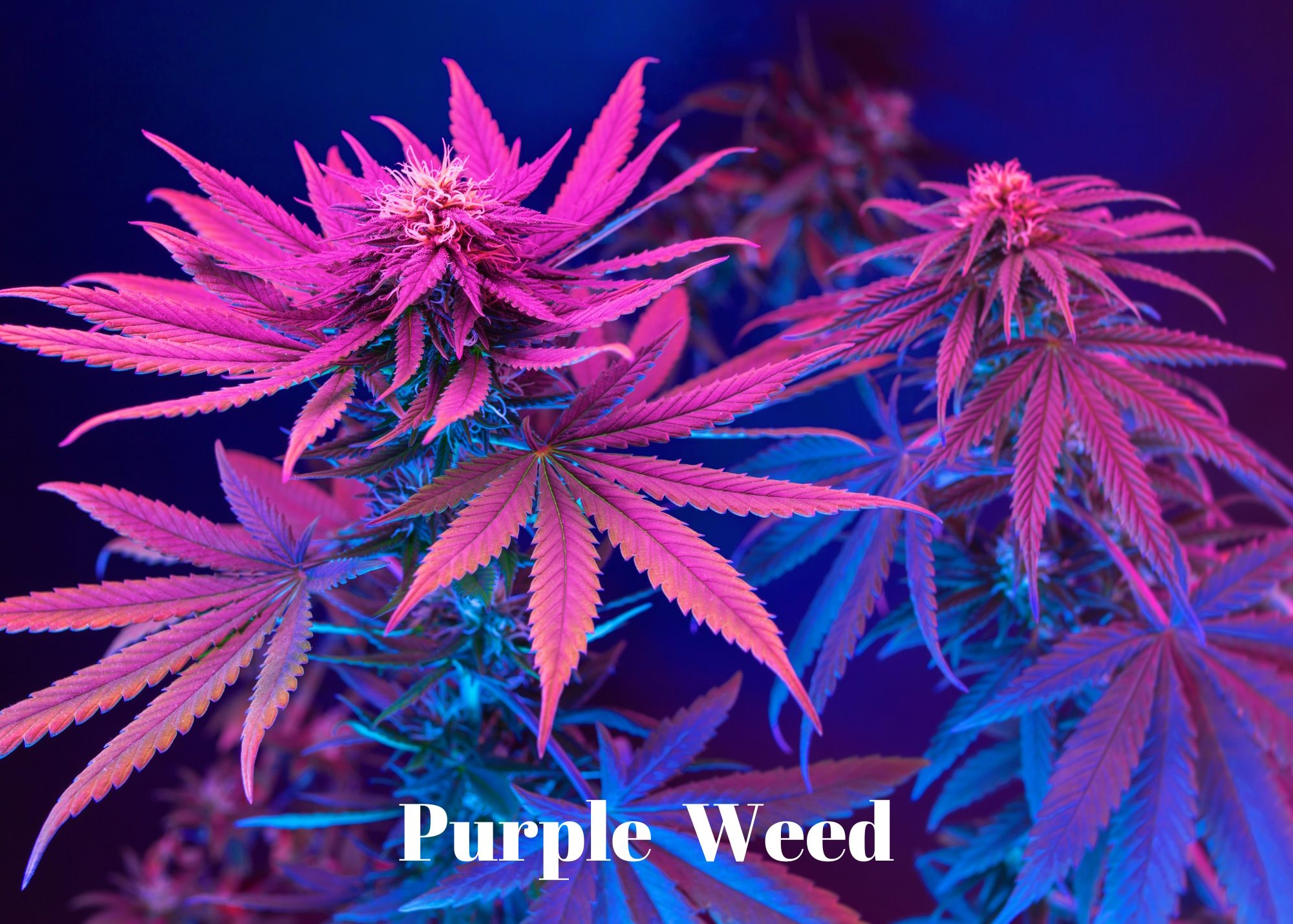 What Makes Weed Purple and Why Purple Buds Aren’t Always the Best