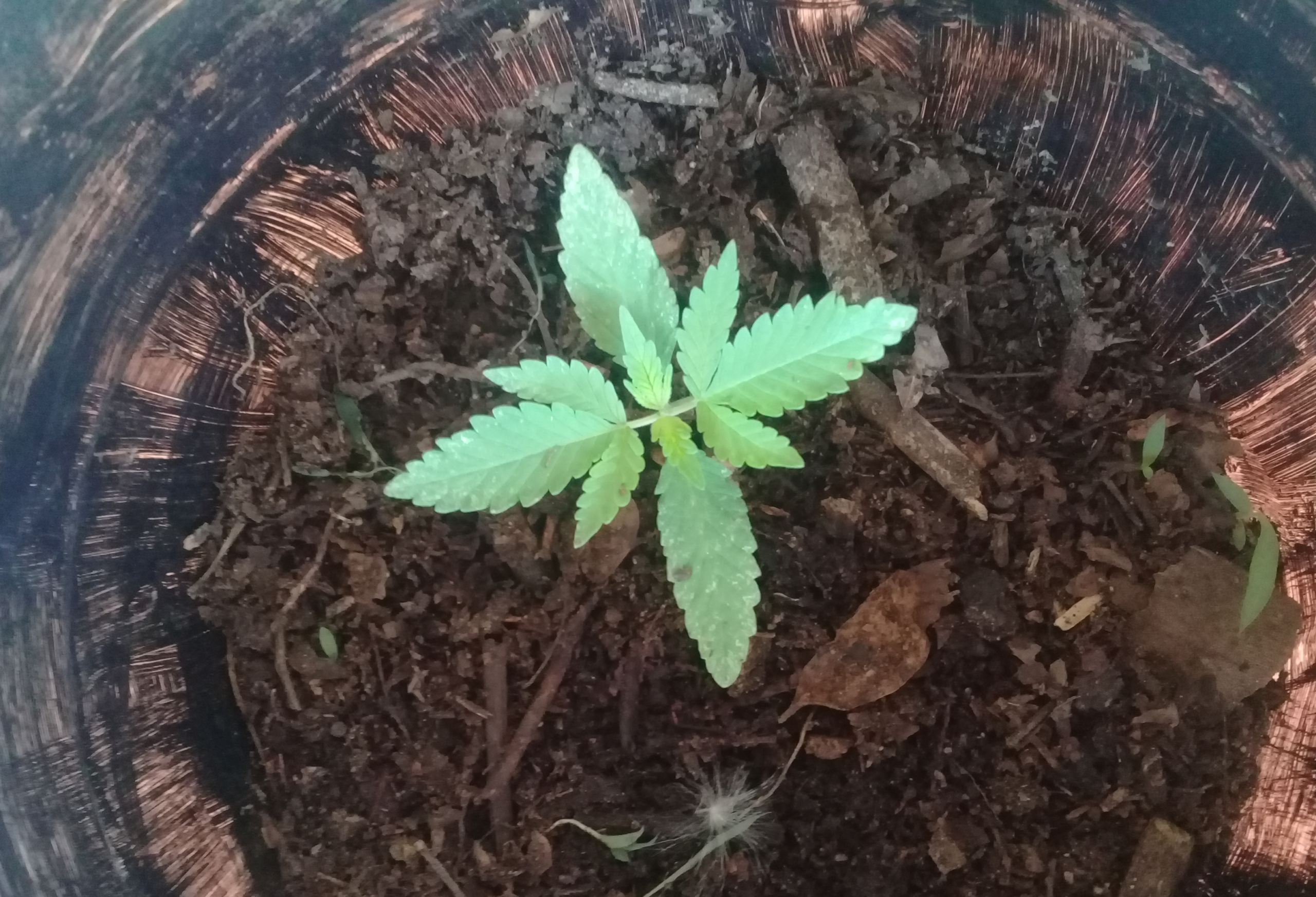 Seeds vs. Clones: Getting Your Plants Off to a Great Start