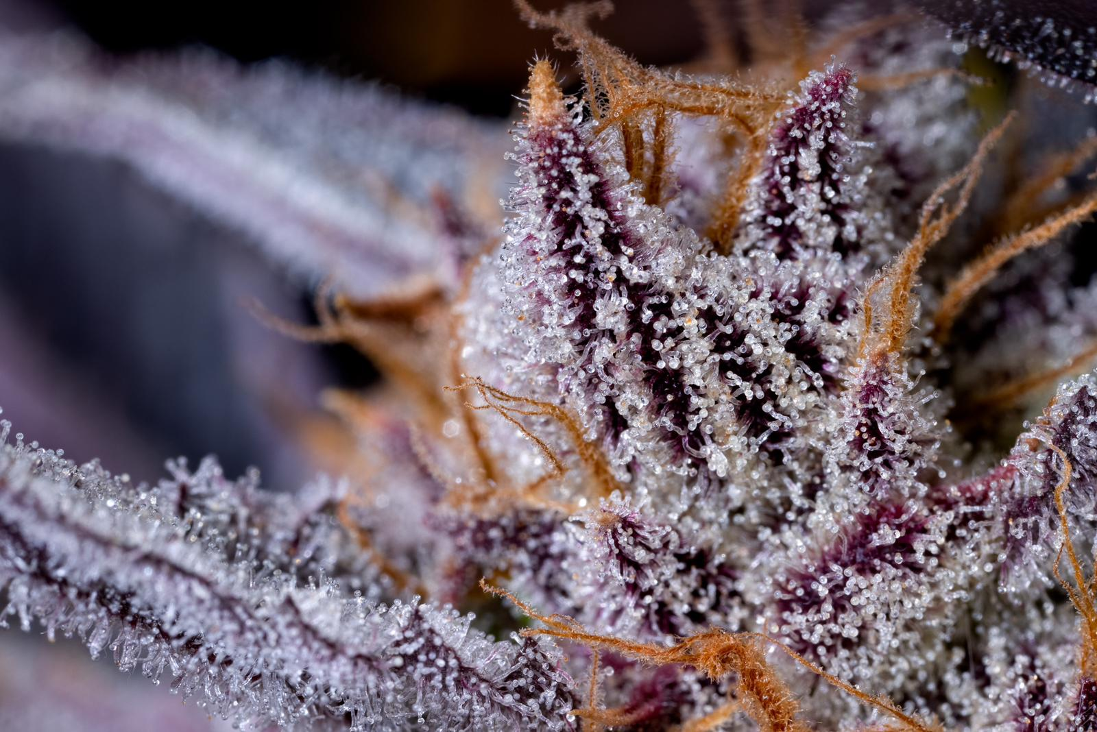 Grapes and Cream: Cannabis Strain Review