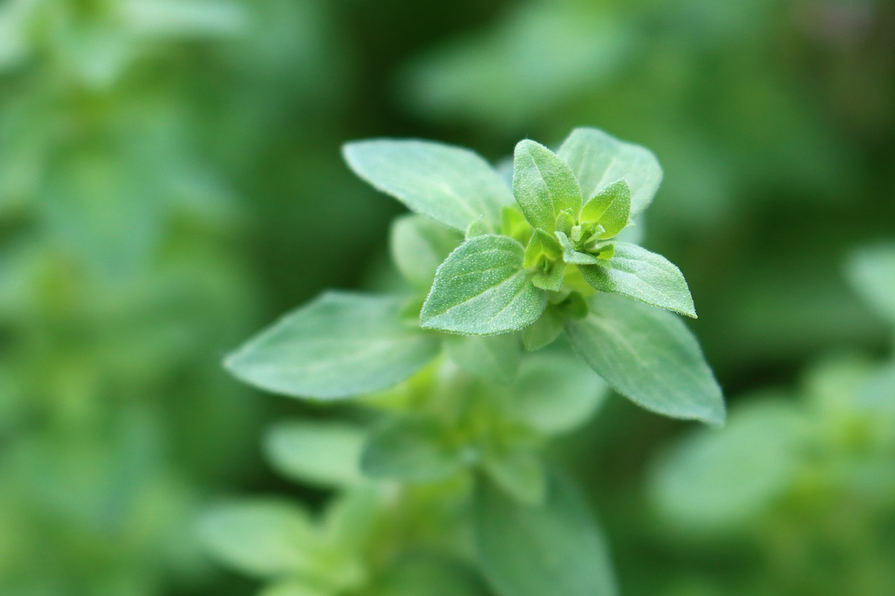 Growing Oregano: The Complete Beginner’s Guide