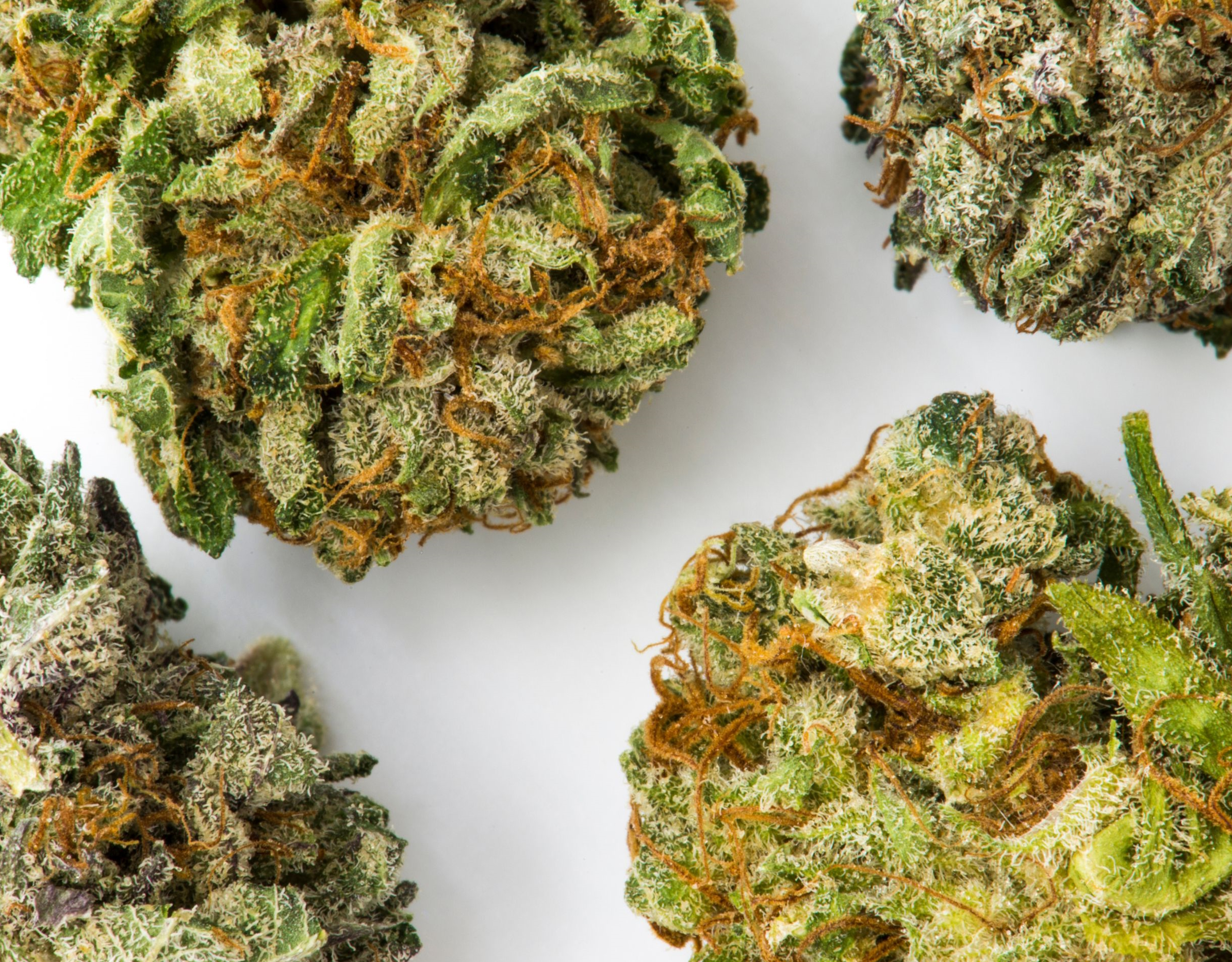 12 Delicious Hemp Strains You’ve Got to Try