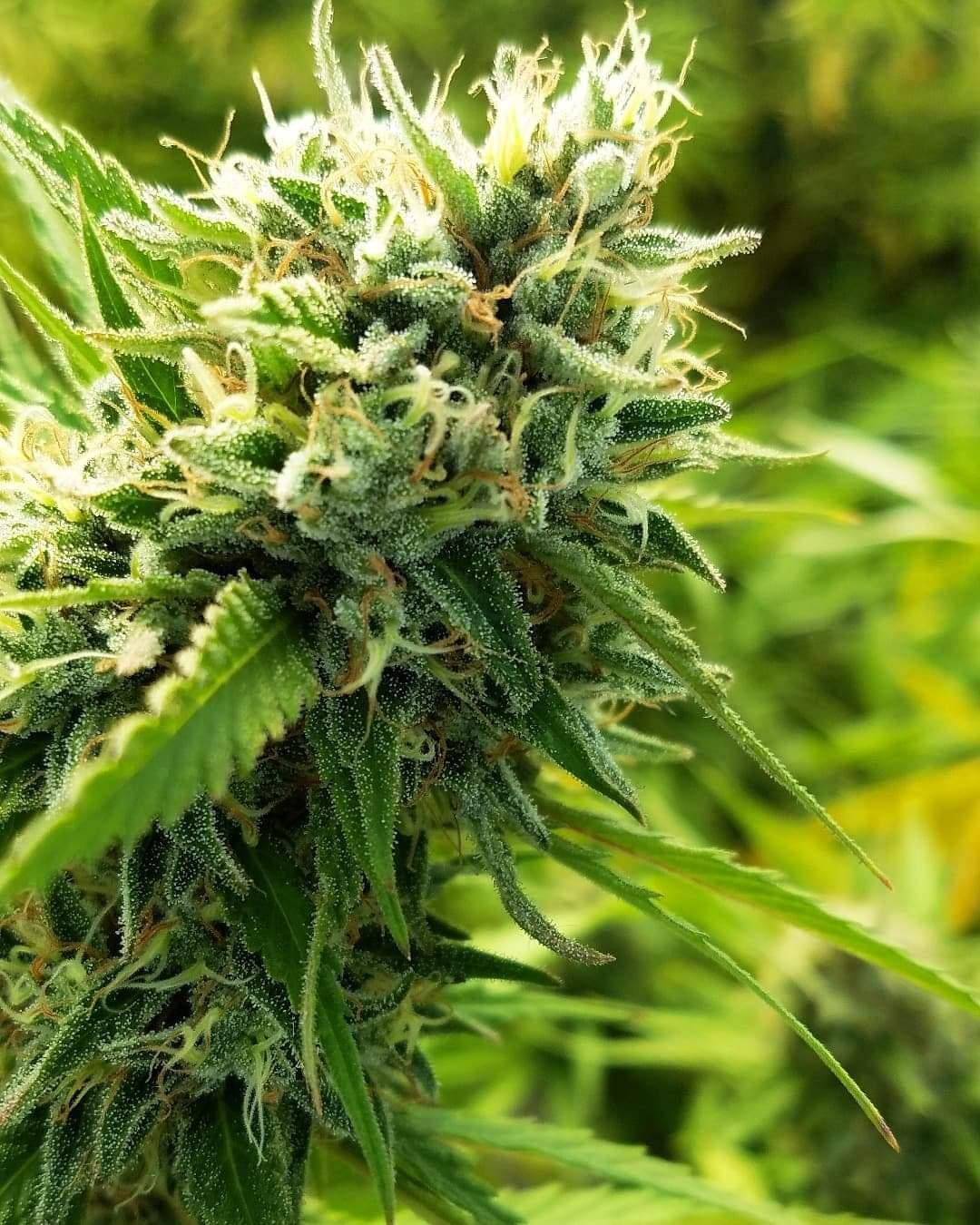 Mother’s Milk Cannabis Strain Review